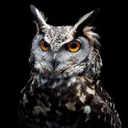Owl HD Wallpapers 1.0.0