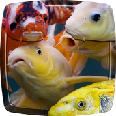 Koi Fish Live Wallpaper 6.0