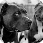 Pitbull Dog Live Wallpaper HD 1.6