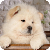 Chow Chow Pack 3 Wallpaper 1.30