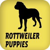 Rottweiler Puppies 1.0