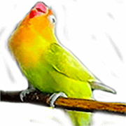 Masteran suara burung Lovebird 1.1