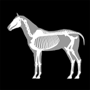 3D Horse Anatomy 2.03b