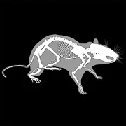 3D Rat Anatomy 1.21