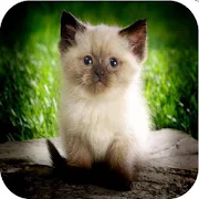 com.catlingo.meow1 icon