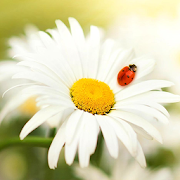 com.freewps.springflowerslivewallpaper icon