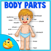 Learning Human Body Part 1 1.0.4