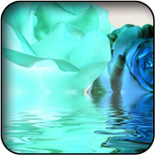 Blue roses wallpapers 26