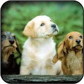 Cute dogs wallpapers 26