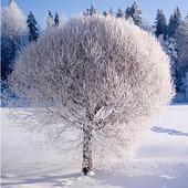 com.hd.wallpapers.tree.winter.snow icon