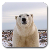 Polar Bear Live Wallpaper 1.3
