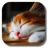 Sleep Cat Live Wallpaper 1.2
