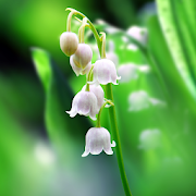 Lily of The Valley Wallpaper 1.0.8