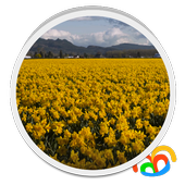 com.pcvirt.livewallpaper.daffodils icon