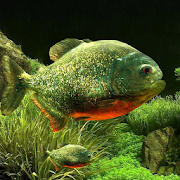 3D Fish Aquarium Wallpaper HD 1.3.6