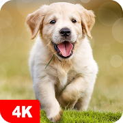 Dog Wallpapers & Puppy 4K 5.7.0