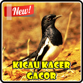 Kicau Kacer Super Gacor 2.0
