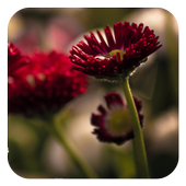 Flower Photo Frames 1.0