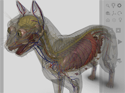 3D Cat Anatomy 2.01c screenshot 11