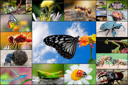 Insect Jigsaw Puzzle Game Kids 32.0 screenshot 6