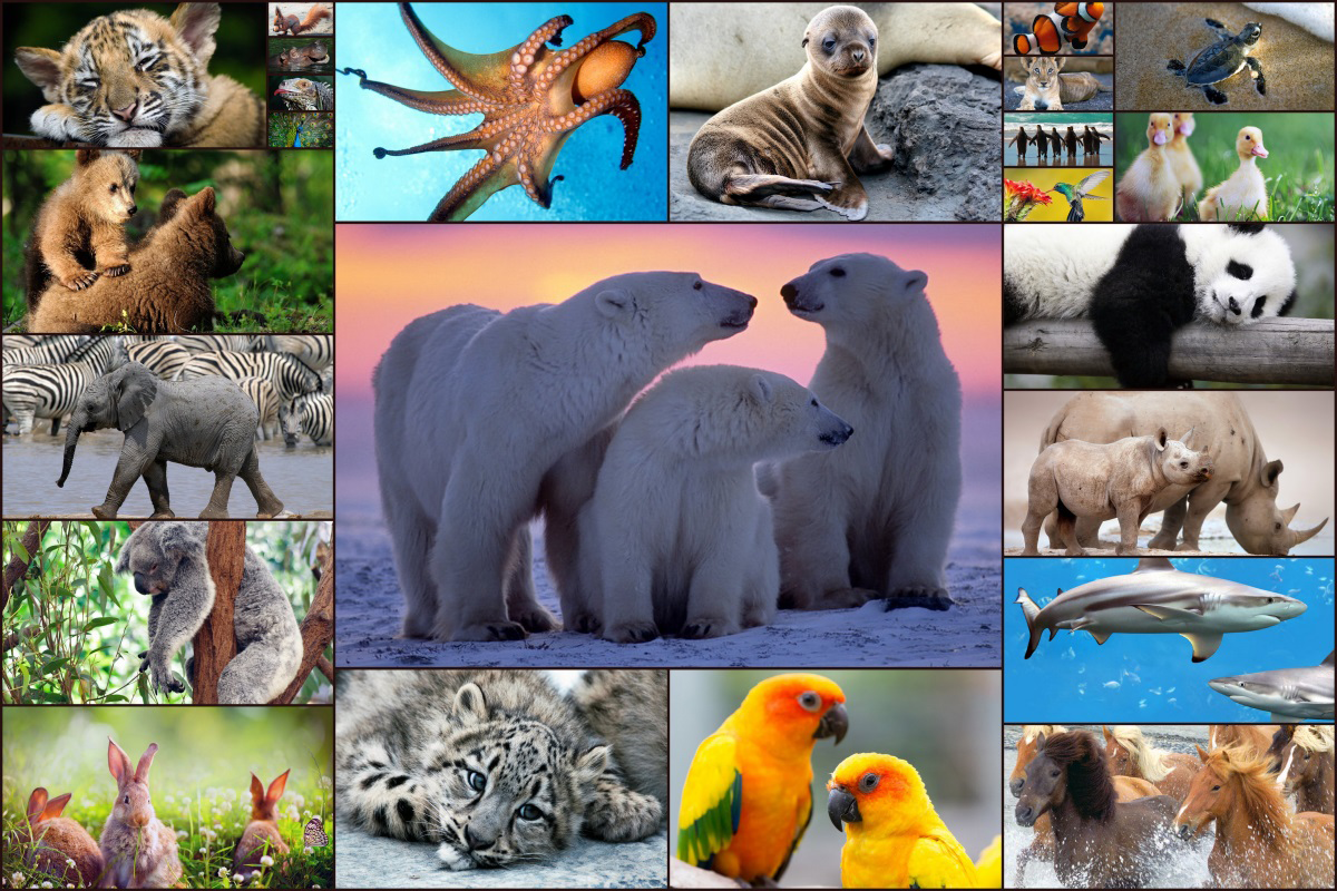 se.appfamily.puzzle.animals.free 22.0 APK Download - Android ... - 