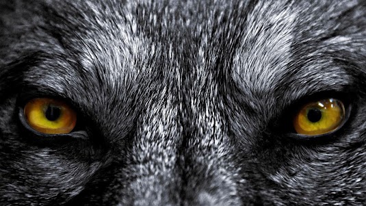 Wolf Eyes Live Wallpaper 1.7 screenshot 2