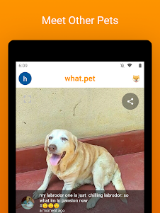 What.pet: Dog & Cat Breed ID,  0.5.0 screenshot 21
