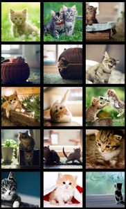 Cute Kitten HD Wallpaper 1.3 screenshot 9