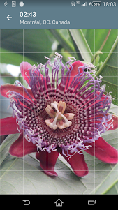 Jigsaw Puzzle: Flowers JPF-2.4.1 screenshot 3