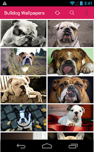 Bulldog Wallpapers 1.6.9 screenshot 1