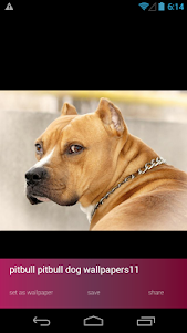 Pitbull Dog Wallpapers 2.6.9 screenshot 2
