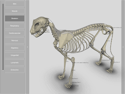 3D Cat Anatomy 2.01c screenshot 22