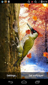 3D Woodpecker Live Wallpaper 2.2 screenshot 7