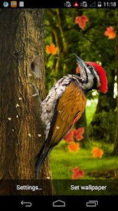 3D Woodpecker Live Wallpaper 2.2 screenshot 2