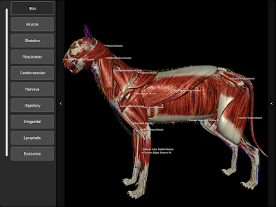 3D Cat Anatomy 2.01c screenshot 10