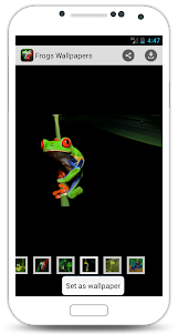 Frogs Wallpapers 1.0 screenshot 2