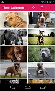 Pitbull Dog Wallpapers 2.6.9 screenshot 1