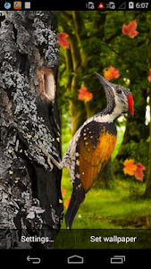 3D Woodpecker Live Wallpaper 2.2 screenshot 4