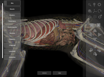 3D Cat Anatomy 2.01c screenshot 23