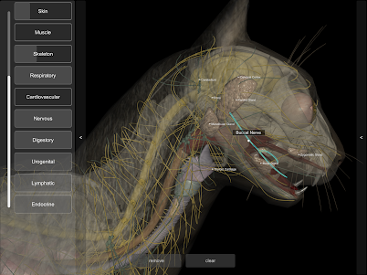 3D Cat Anatomy 2.01c screenshot 13