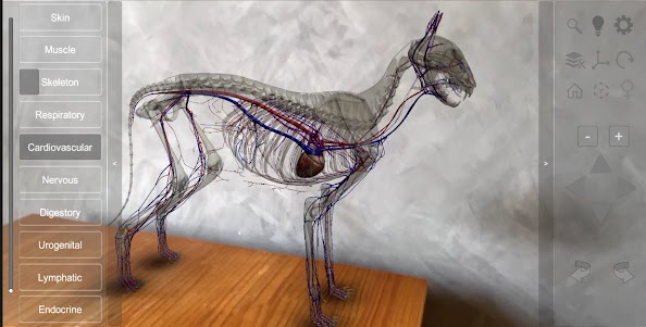 3D Cat Anatomy 2.01c screenshot 8
