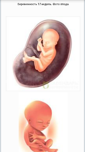 Календарь беременности 1.0 screenshot 10