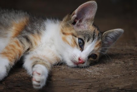 Cute Kitten HD Wallpaper 1.3 screenshot 2